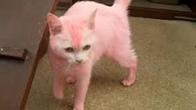 BEING CAT BECAUSE I AM CAT