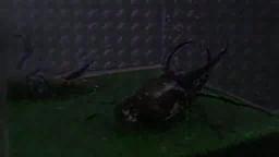 Japanese Bug Fights: Sumatran Caucasus Beetle vs. Blue Yabbie (S01E20)
