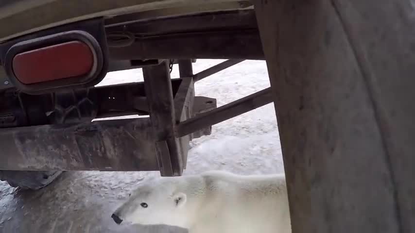 POV - Polar Bear Wants To Eat You