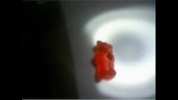 Creepypasta: Gummy Bears
