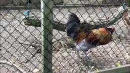 ROOSTER AT SWEET BRIAR NATURE CENTER