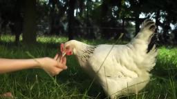 Das kleine Küken Piept. German song for kids (The Little Chick Cheep or El pollito Pío)