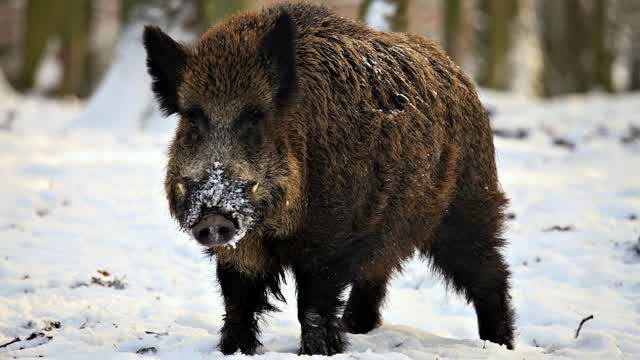 How to drive wild boars out of your way.