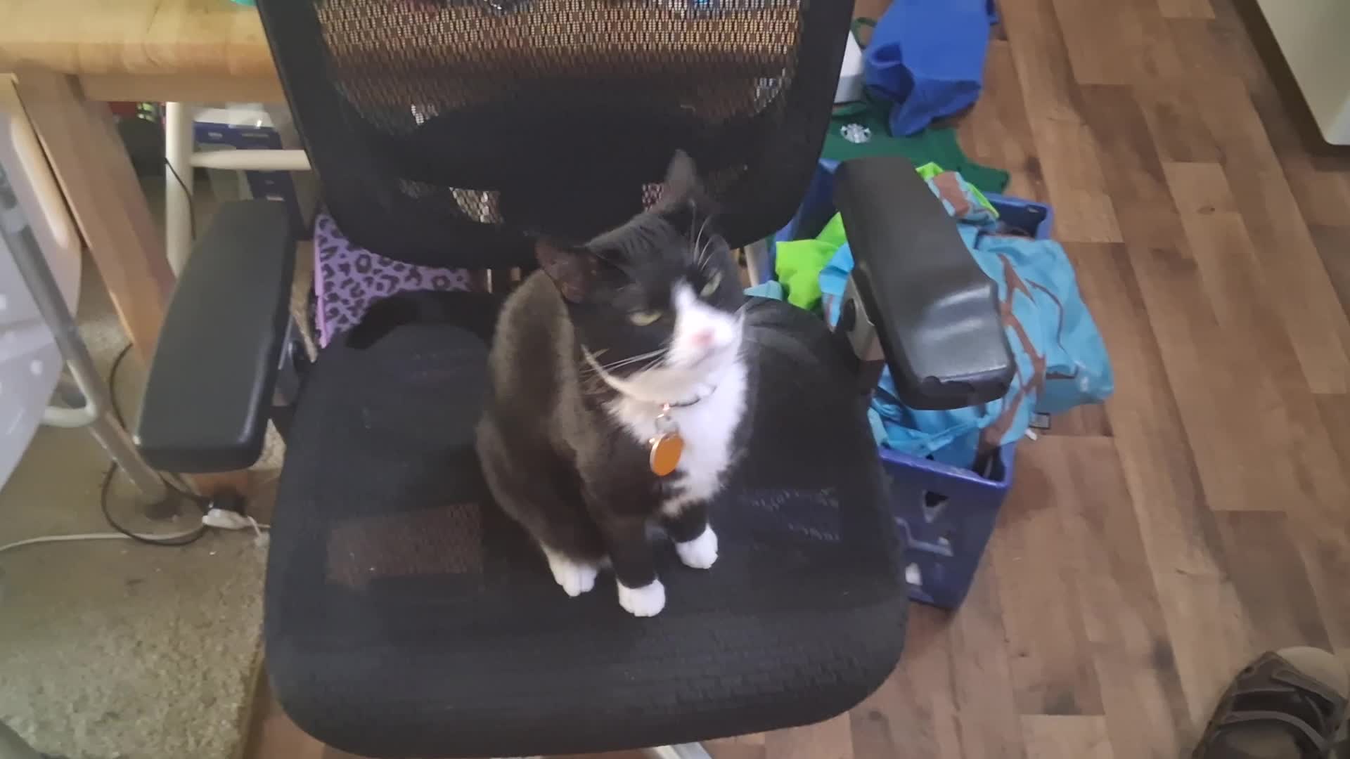Chomusuke Chattering At A Spider