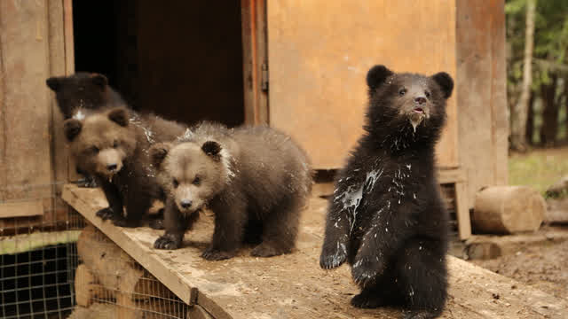 Feeding the cubs.