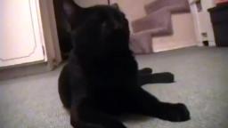 Talking Kitty Cat 4 - Not Sorry
