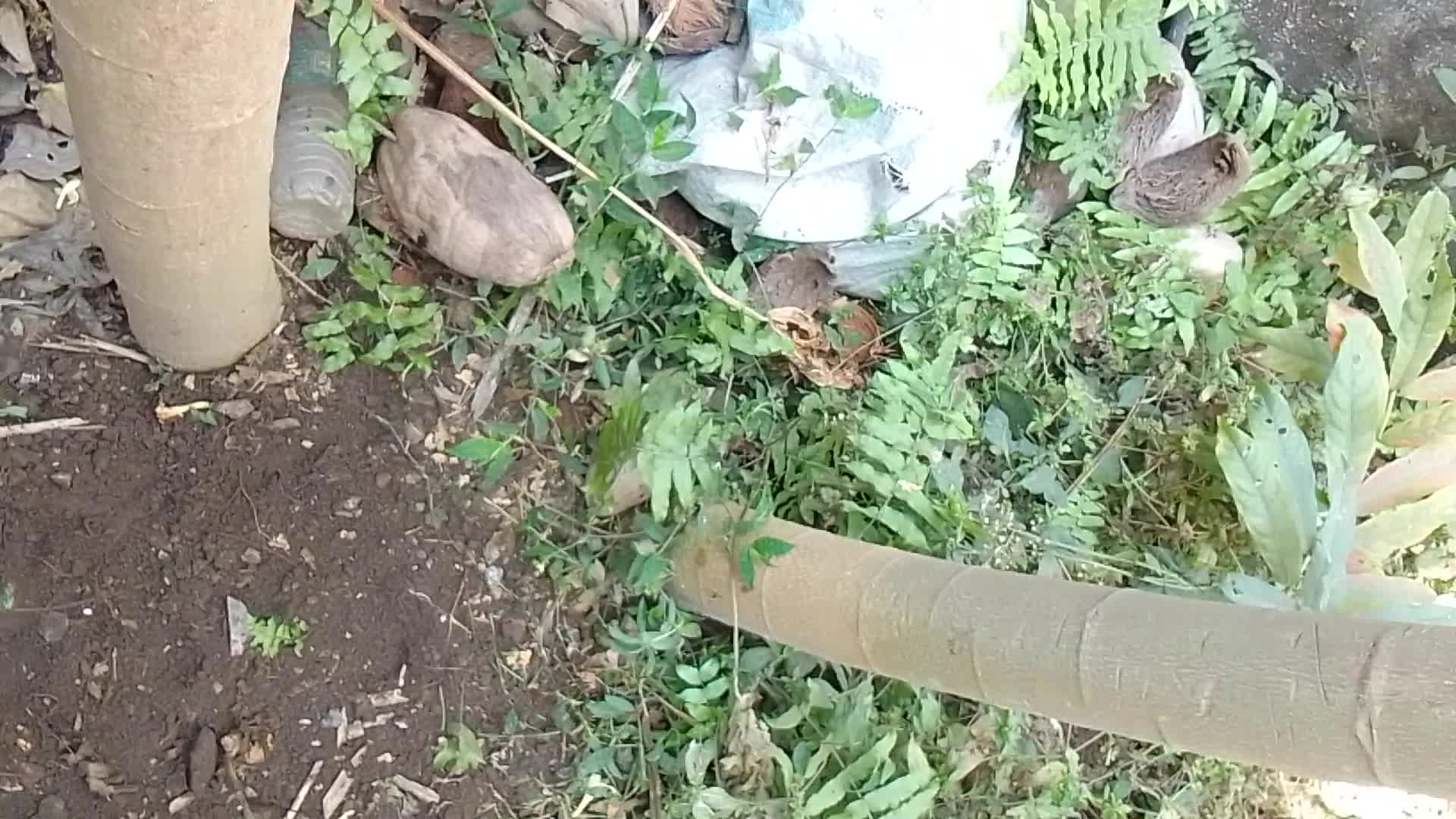 VID_20250216_103320