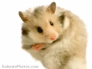 Hamster Time! - Hamster Morph