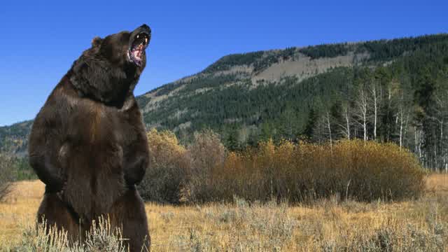 Super Fucking Swag Slideshow of JPEGs of Bears