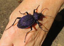Crimean ground beetle.