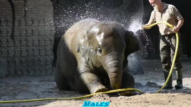 Zookeeper Showering a Young Elephant