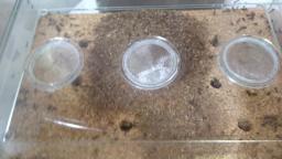 The home of my Pet Ants