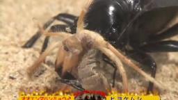 Japanese Bug Fights: Manticora Tiger Beetle vs. Camel Spider (S02E18)