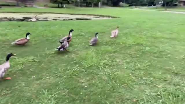 Ducks