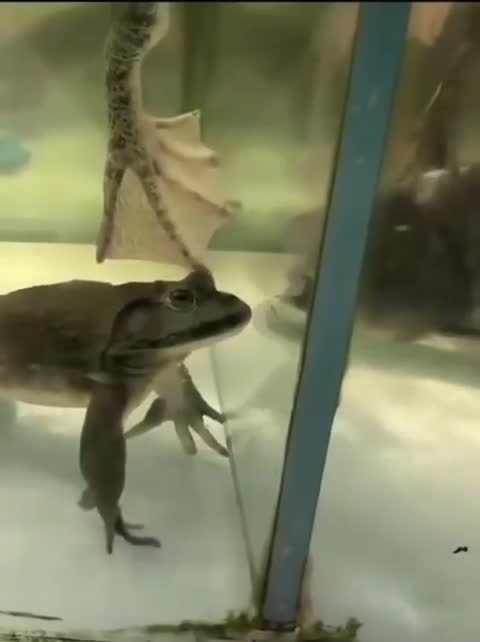 shit ass fish frog