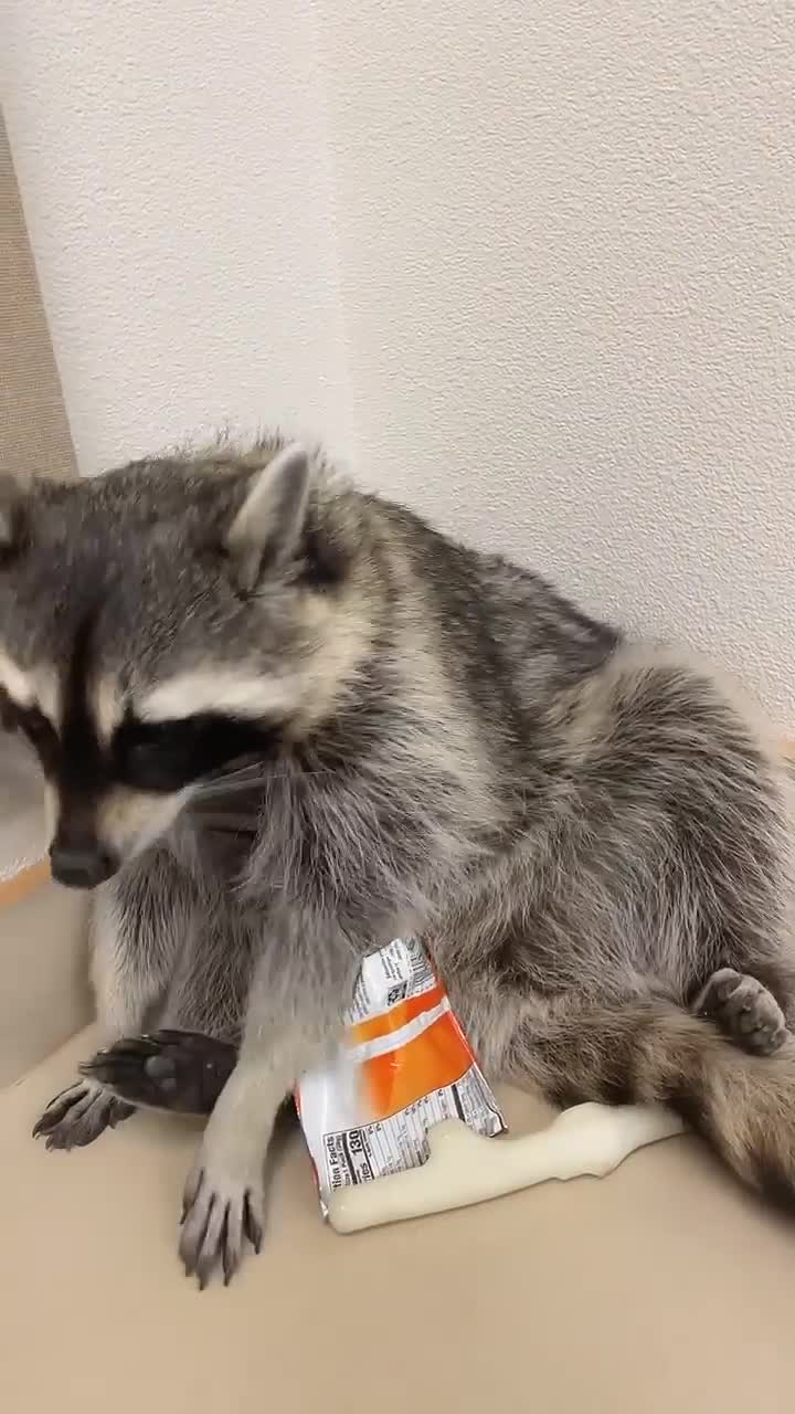 Trapper the Raccoon Eating Goldfish ViralHog - ViralHog (720p, h264, youtube) Trapper the Raccoon Eating Goldfish ViralHog - ViralHog (720p, h264, youtube)