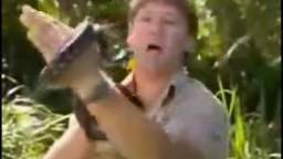 Vidlii Poop - Steve Irwin vs.. The WTF Pingas Snake