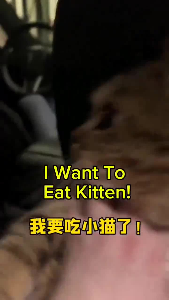 Crazy For Chinese Kitty (She Said It, Not Me!) Crazy For Chinese Kitty (She Said It, Not Me!)