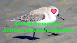 Animal Encounters Anthony Giarrusso Episode 6 Sandpiper Footage