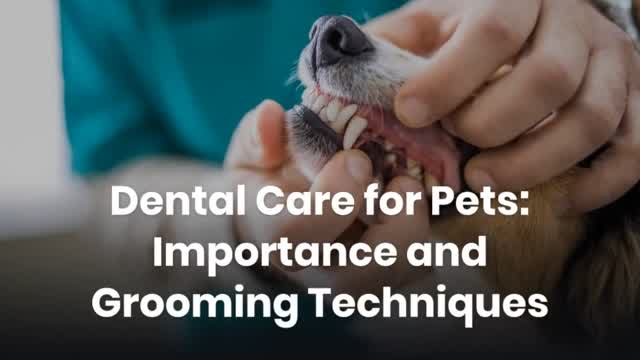 Dental Care for Pets: Importance and Grooming Techniques