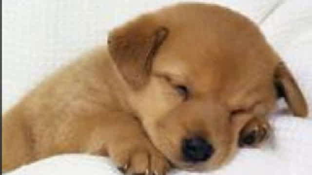 Cute Animal Video! :D