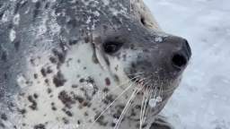 seal