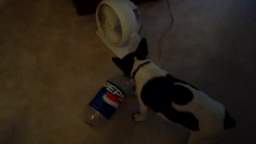 dog attacks bottle
