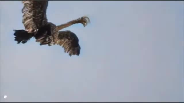 AMV - La Carcagne - (The Giant Claw/Kaiju)