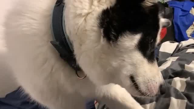 My Dogs Reaction To My Video!