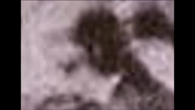 329 Conexión entre humanos y los seres que habitan la isla Friendship