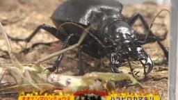 Japanese Bug Fights: Manticora Tiger Beetle vs. Harabiro Mantis (S02E21)