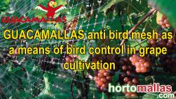 GUACAMALLAS anti bird mesh as a means of bird control in grape cultivation