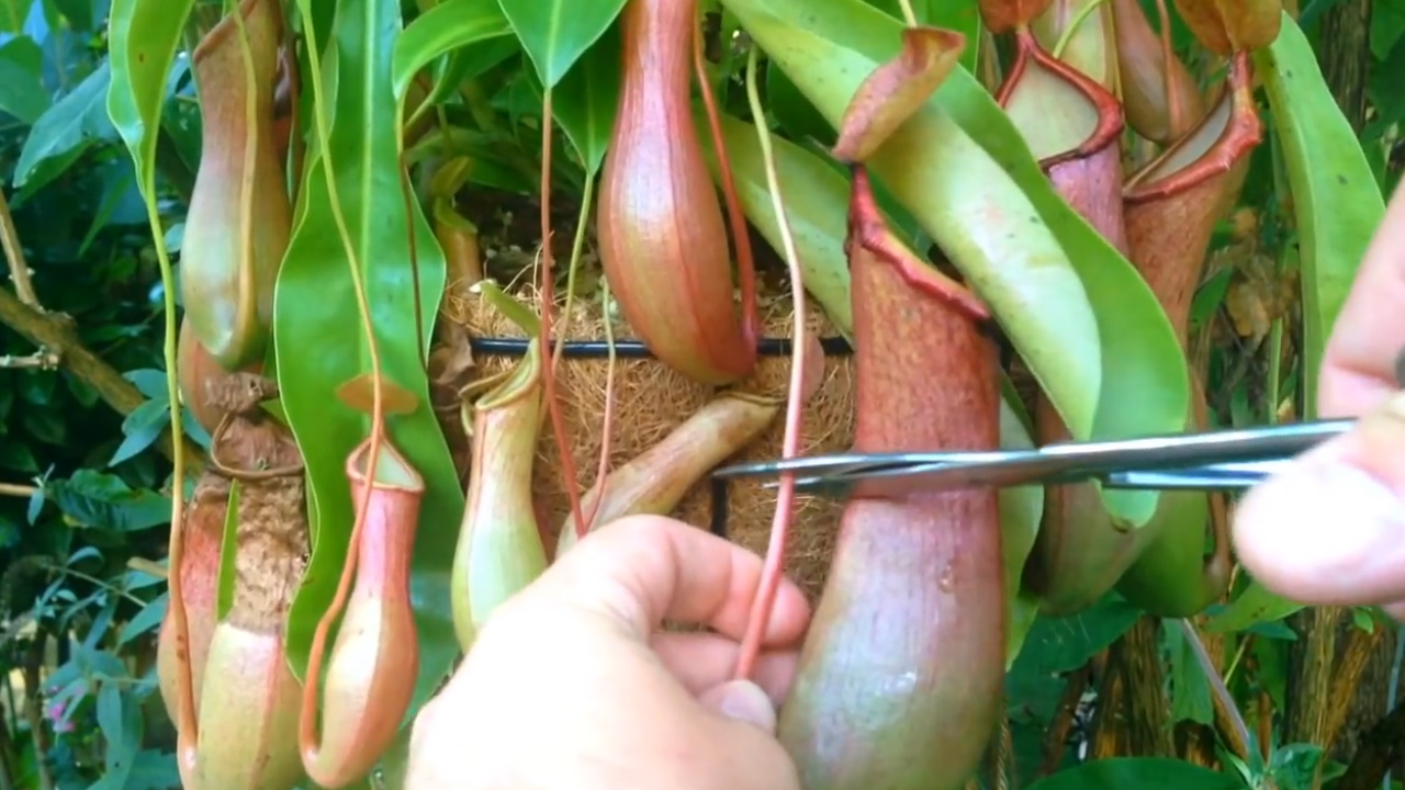 Inside The Stomach Of Carnivorous Plant!