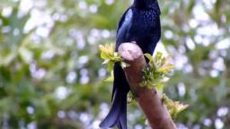 Spangled Drongo 🐦