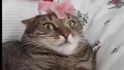 Cat Cant Handle Flower