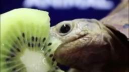 Turtle eating a kiwi