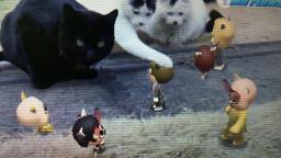 Cat Convention Held Today (Mii News 24/03/2021)
