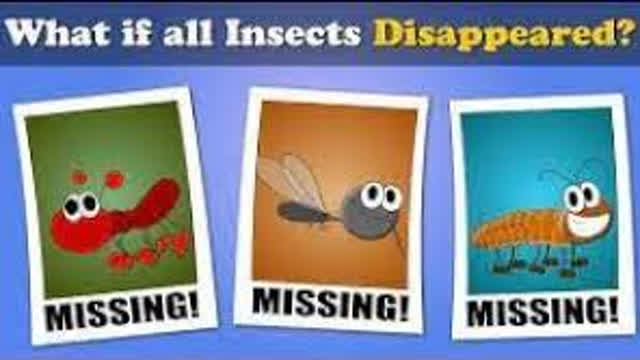 What if all Insects disappeared?