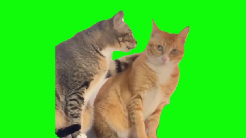 Cat Whispering To Another Cat