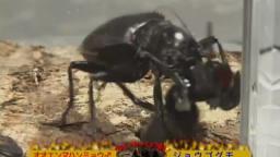 Japanese Bug Fights: Manticora Tiger Beetle vs. Drinker Spider (S02E17)