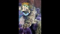 Drew Pickles Finds A Swell Shark