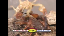 Japanese Bug Fights: Yellow Forest Scorpion vs. Somali Red Scorpion (S02E12)