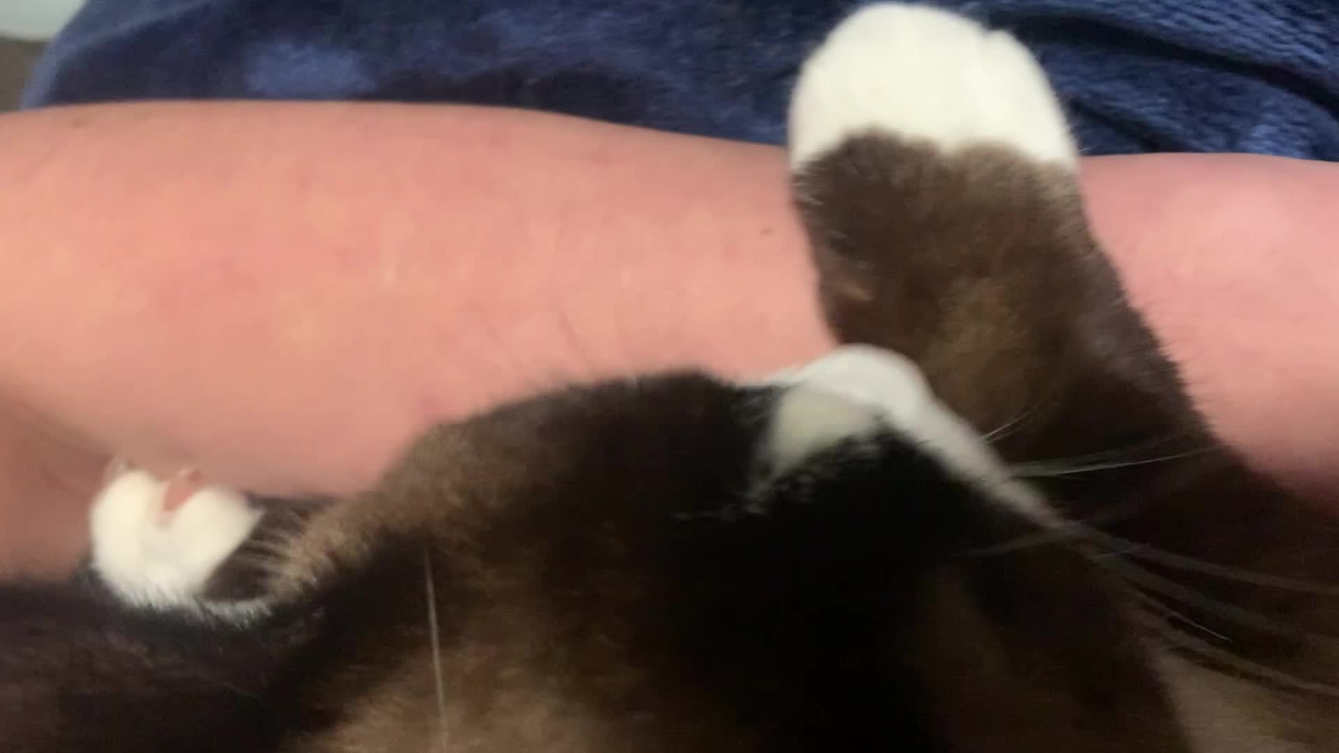 penis cat bite