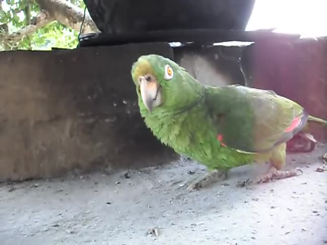 LORO QUE RIE A CARCAJADAS