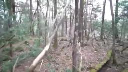 We found a dead body in the Japanese Suicide Forest