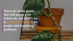 Best_Indoor_Air_Purifying_Plants