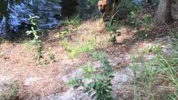 Fat Boy Swimming