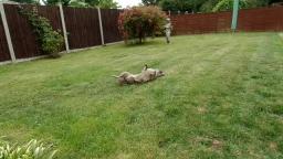 Cockapoo Maddee rolling in the garden