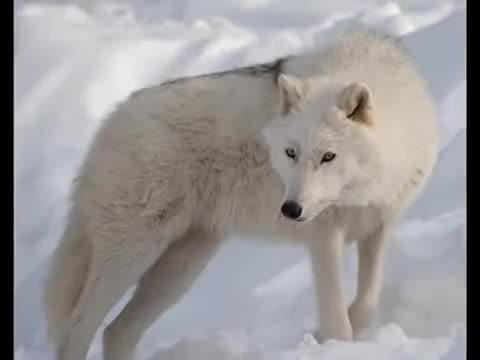 Top 10 Beautiful Animals