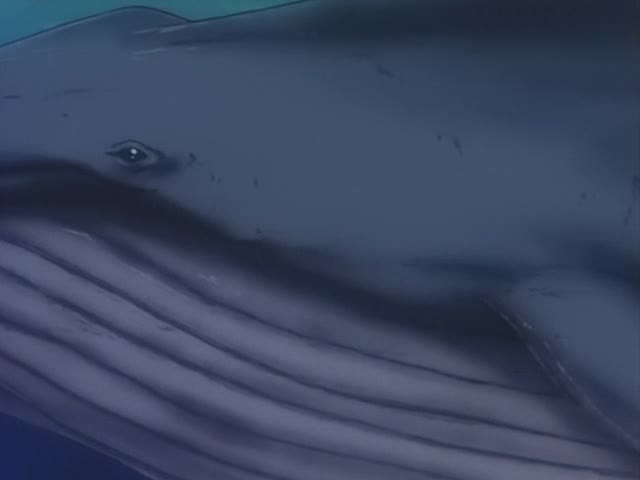 Tico - ein toller Freund - Folge 6 (Der Blauwal)